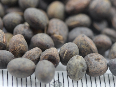 毛苕子種子的零售價格是多少？