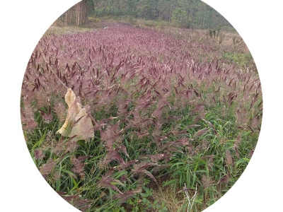 糖蜜草種子可以去哪里批發(fā)？