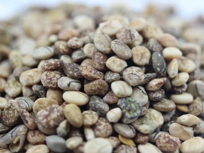 羽扇豆種子可以在哪里批發(fā)？