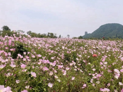 美麗月見草種子幾天發(fā)芽，多久開花？