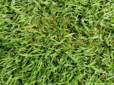 結(jié)縷草種子怎么催芽？