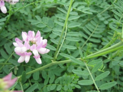 小冠花種子的種植方法，什么時(shí)候播種？