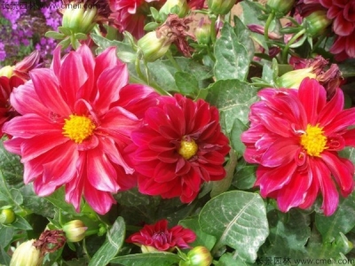 小麗花種子多久發(fā)芽，怎么播種