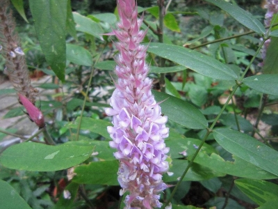 貓尾草種子怎么播種？什么時(shí)候播種好？