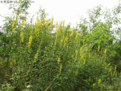  豬屎豆種子多少錢一斤？