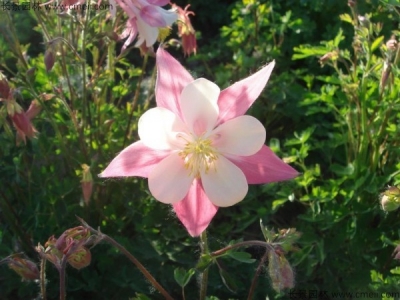 小花耬斗菜種子多少錢一斤？