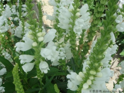 假龍頭種子幾天發(fā)芽？