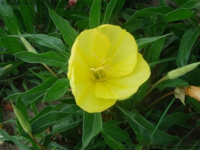 夜來(lái)香種子幾天發(fā)芽