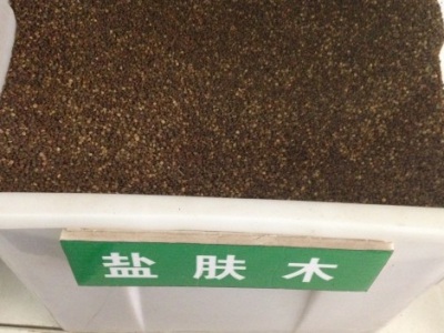 鹽膚木種子的播種季節(jié)？