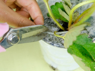 草莓種子幾月份播種？