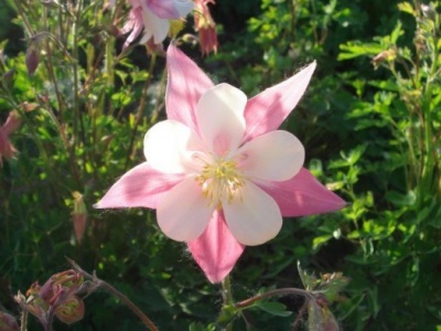 大花耬斗菜種子幾月播種最好？