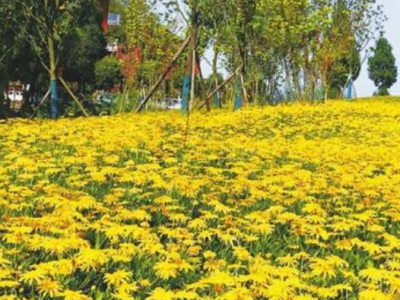 黃金菊種子發(fā)芽溫度？