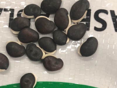 葛藤種子1斤有多少粒？