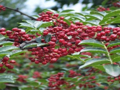 花椒種子幾月份種？