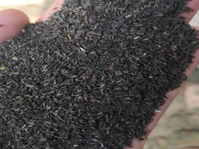 黑心菊種子什么時(shí)候成熟？