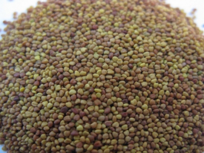 白三葉種子怎么種？