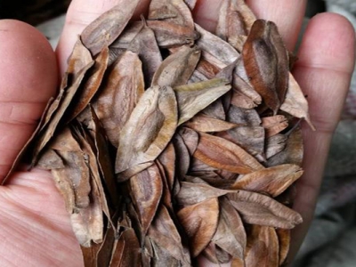 杜仲種子怎么催芽？