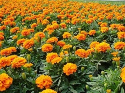 孔雀草種子能種出來嗎？