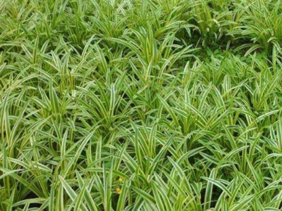哪里能種植金邊麥冬草？