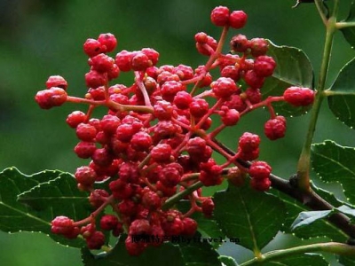 花椒種子冬天能種嗎？