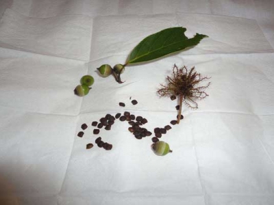 含羞草種子6月能種嗎？