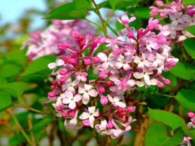 丁香種子播種后多長(zhǎng)時(shí)間發(fā)芽？