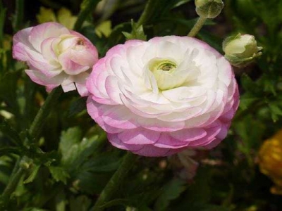 花毛茛幼苗多少錢？