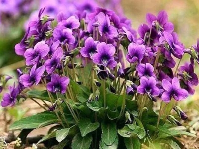 紫花地丁種子多少錢一斤？