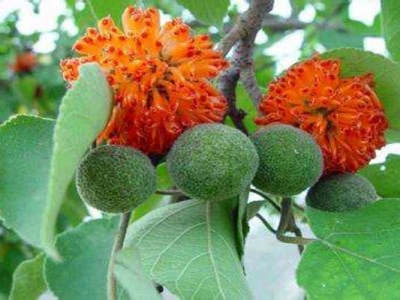 構(gòu)樹(shù)種子幾月成熟？