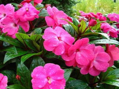 鳳仙花種子七月可以種嗎？