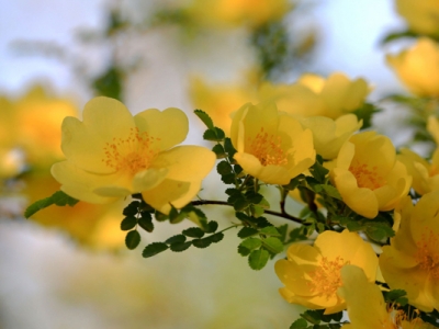 黃刺玫種子可以當(dāng)年種植嗎？