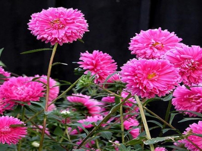 翠菊種子多久開花？