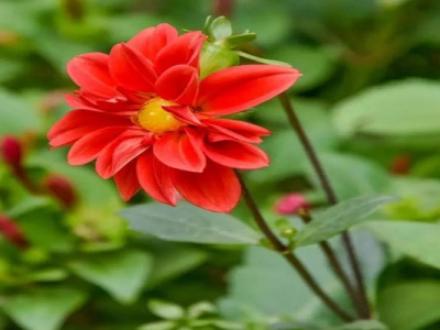 小麗花種子多久開(kāi)花？