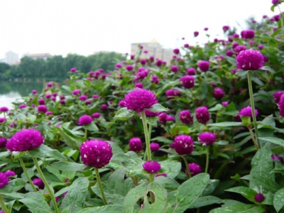 百日紅什么情況下開花？