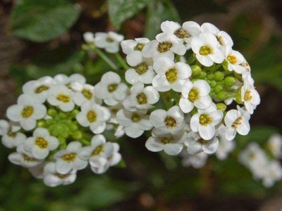 香雪球種子的種植時(shí)間是幾月？