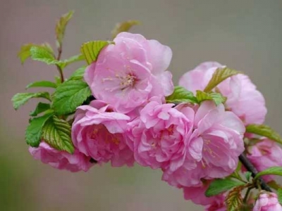 榆葉梅種子能保存多長(zhǎng)時(shí)間？