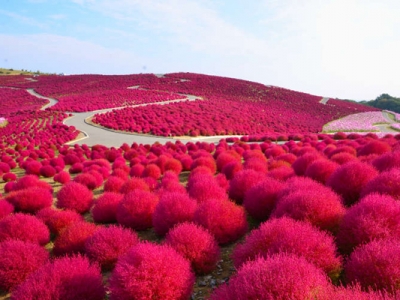 地膚種子種植時間是幾月？