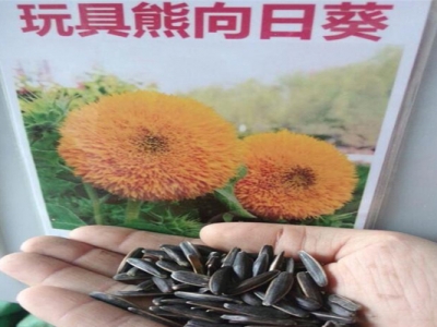 玩具熊向日葵種子生長(zhǎng)周期？