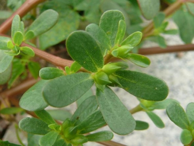 馬齒莧種子催芽需要多長時(shí)間？