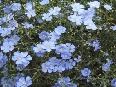 藍(lán)花亞麻種子什么時(shí)候成熟？