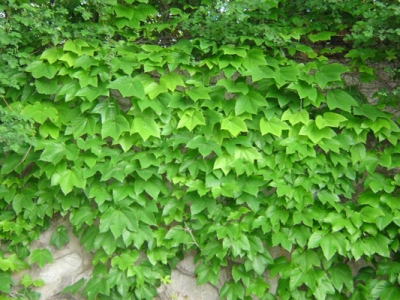 爬山虎種子什么時(shí)候可以種植？