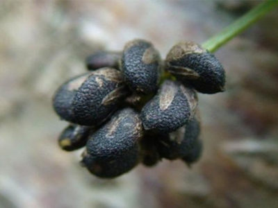 補(bǔ)骨脂種子什么時(shí)候種植最好？
