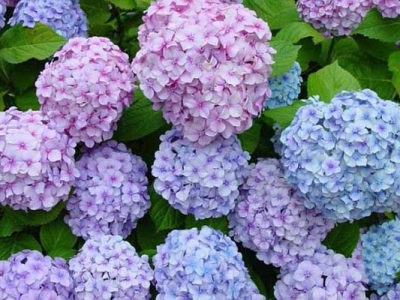 繡球花種子什么時(shí)候種植最好？