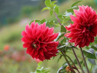 大麗花種子幾天發(fā)芽？
