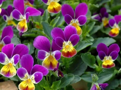 三色堇種子幾天發(fā)芽？