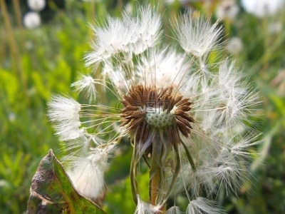 蒲公英種子幾天可以發(fā)芽？