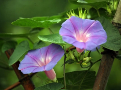 牽?；ǚN子幾天發(fā)芽出苗？