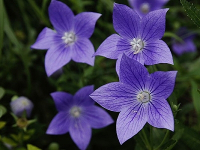 桔梗種子幾天發(fā)芽？