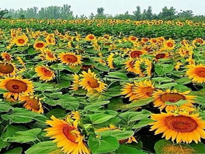 矮向日葵種子幾天發(fā)芽？