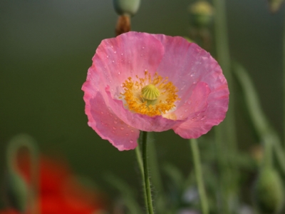 虞美人種子幾天能發(fā)芽？